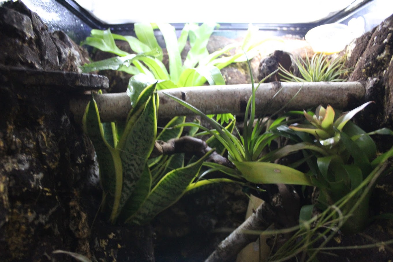 Aménager le terrarium de votre gecko à crête