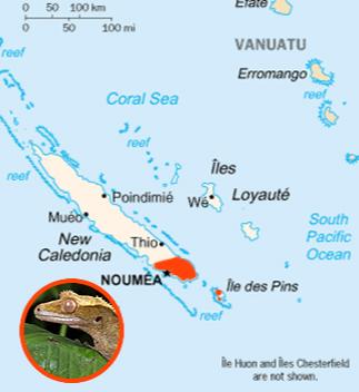 Les geckos à crêtes peuplent essentiellement le tiers inférieurs de Grande Terre et l'îles des pins