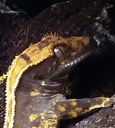 L'origine des geckos à crête