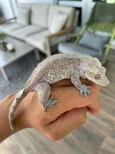 Vos geckos à crête